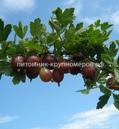 Крыжовник Колобок min