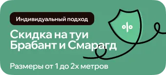 Скидки на туи Брабант и Смарагд