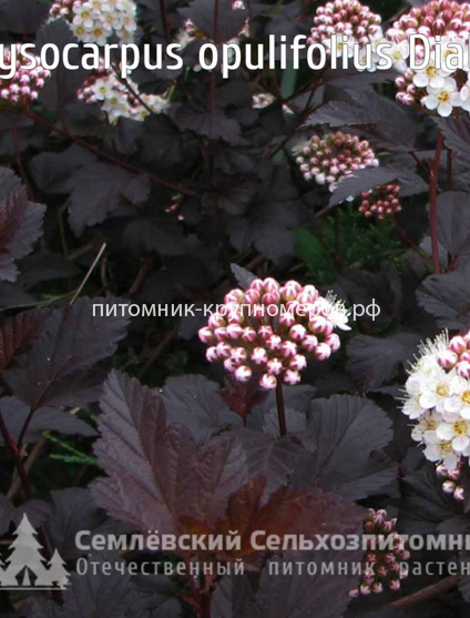 Пузыреплодник калинолистный Диабло