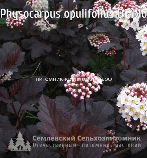 Пузыреплодник калинолистный Диабло