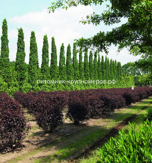 Пузыреплодник калинолистный Диабло