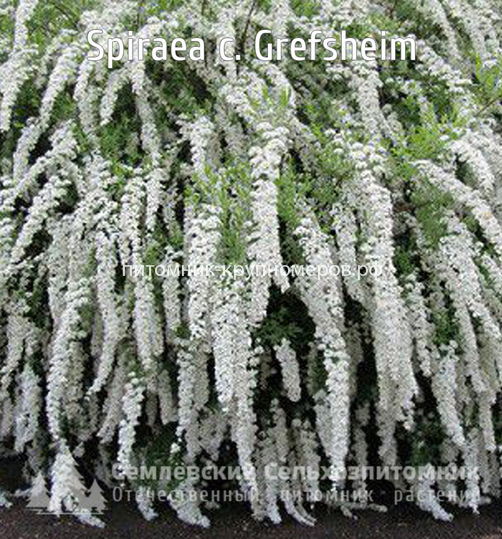 Спирея серая Грефшейм