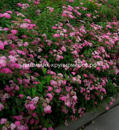 Спирея японская Фробели