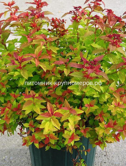 Спирея японская Голдфлейм