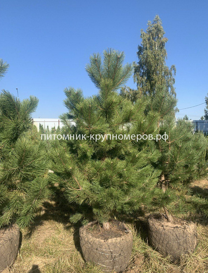 Сосна чёрная