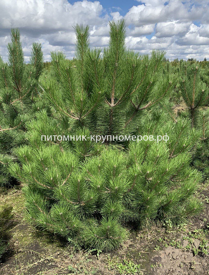 Сосна чёрная
