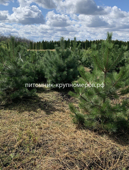 Сосна чёрная