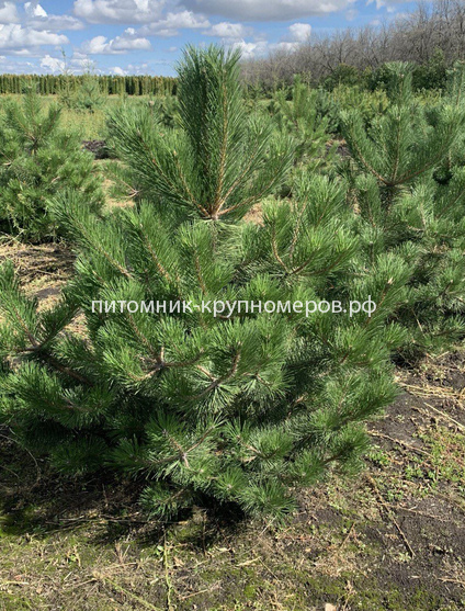 Сосна чёрная
