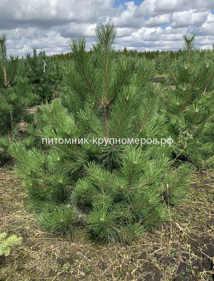 Сосна чёрная