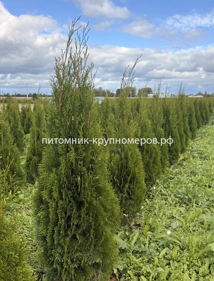 Туя Смарагд