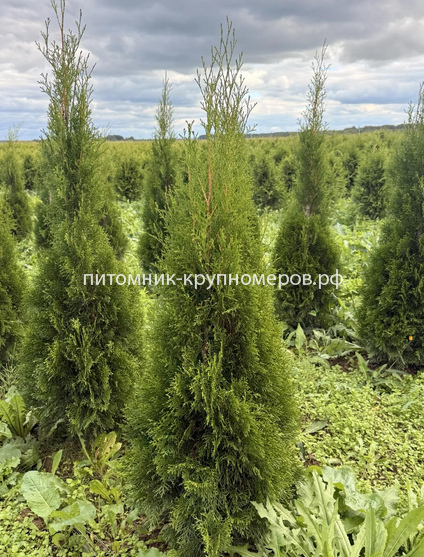 Туя Смарагд