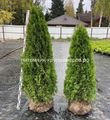 Туя Смарагд