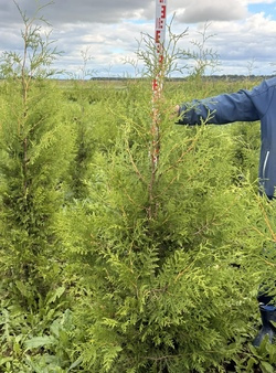 Туя Брабант
