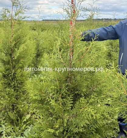 Туя Брабант