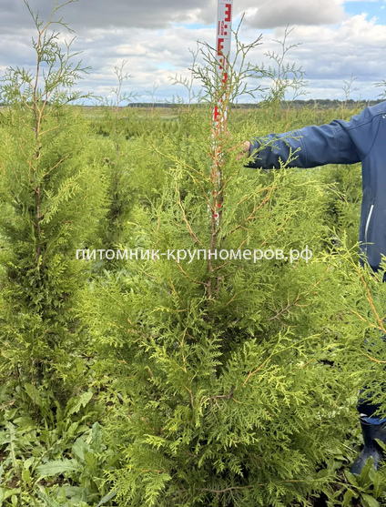 Туя Брабант