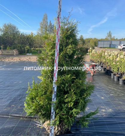 Туя Брабант
