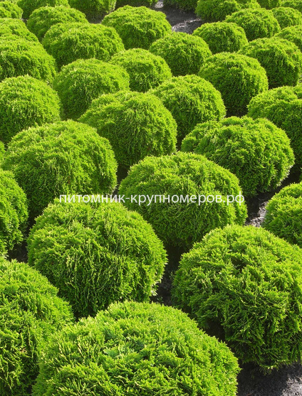 Туя западная Даника