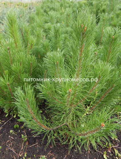 Сосна горная Муго Мугус