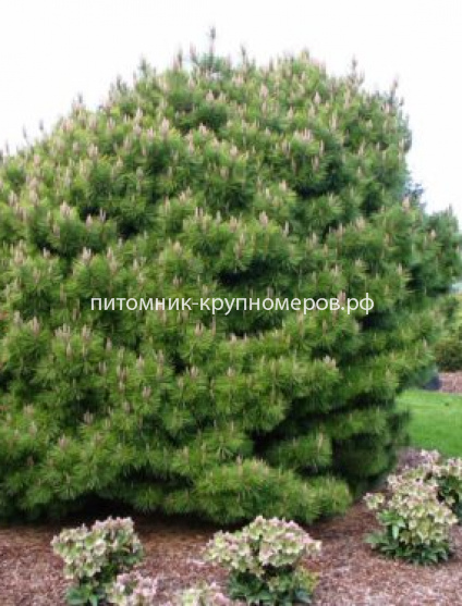 Сосна горная Муго Мугус