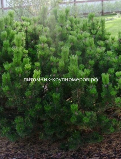 Сосна горная Муго Мугус