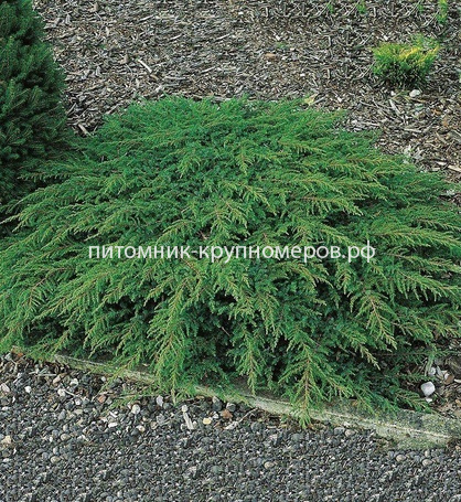 Можжевельник Грин Карпет