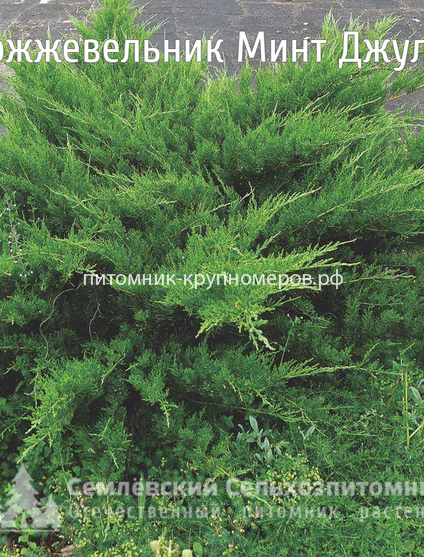 Можжевельник Минт Джулеп