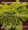 Можжевельник Олд Голд min