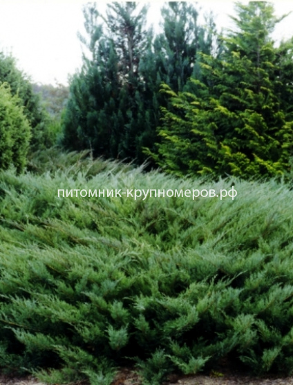 Можжевельник Тамарисцифолия