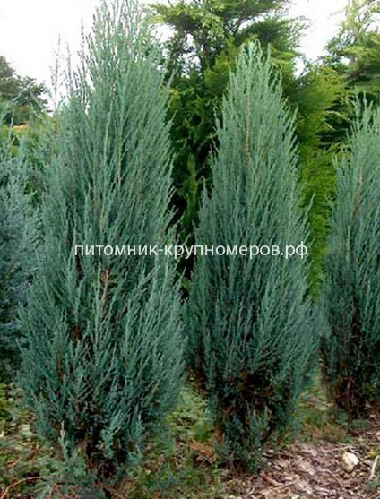 Можжевельник Блю Эрроу