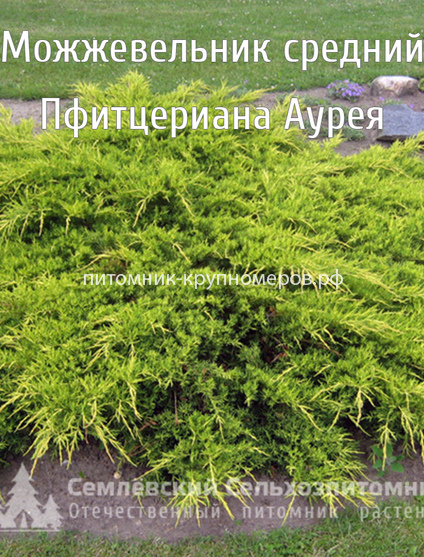 Можжевельник средний Пфитцериана Аурея