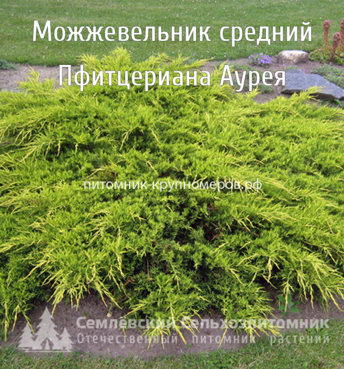 Можжевельник средний Пфитцериана Аурея