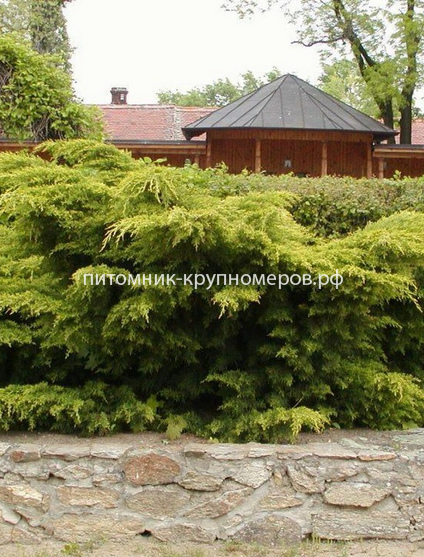 Можжевельник средний Пфитцериана Аурея