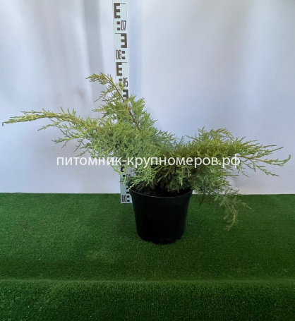 Можжевельник средний Пфитцериана Аурея