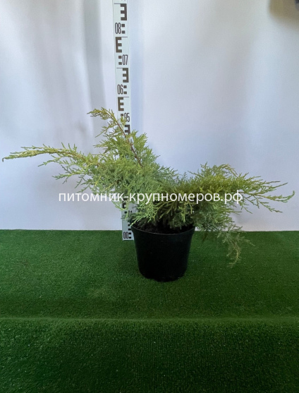 Можжевельник средний Пфитцериана Аурея