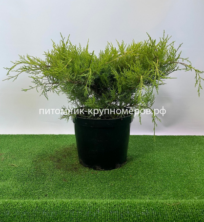Можжевельник средний Голд Стар