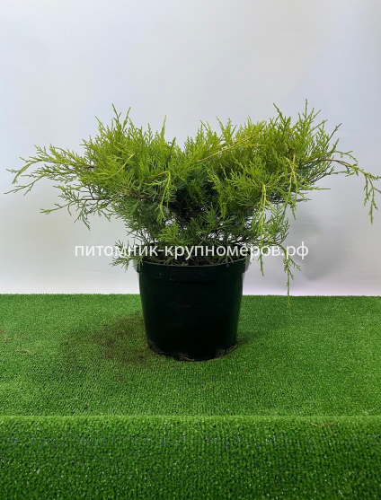 Можжевельник средний Голд Стар