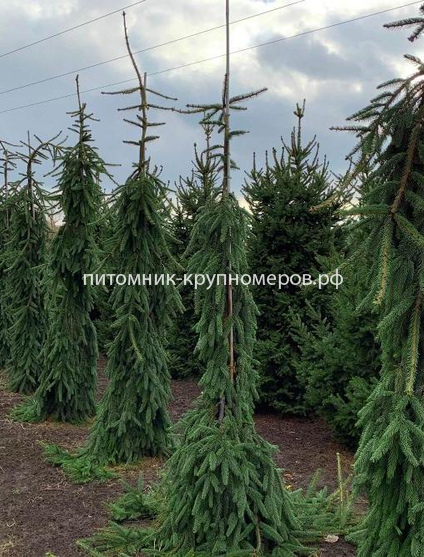 Ель обыкновенная Инверса