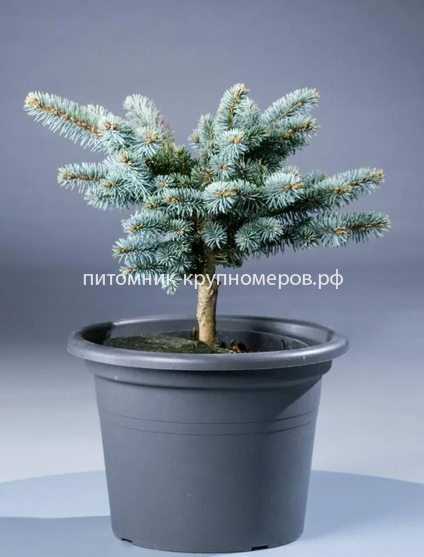 Ель колючая Глаука Глобоза