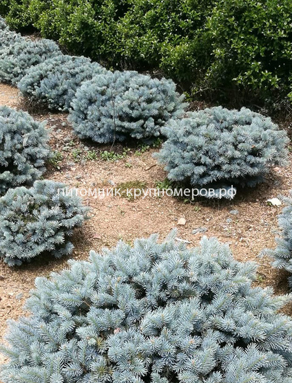 Ель колючая Глаука Глобоза