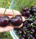 Черешня 