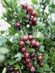 Крыжовник Колобок min