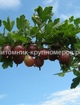 Крыжовник Колобок min
