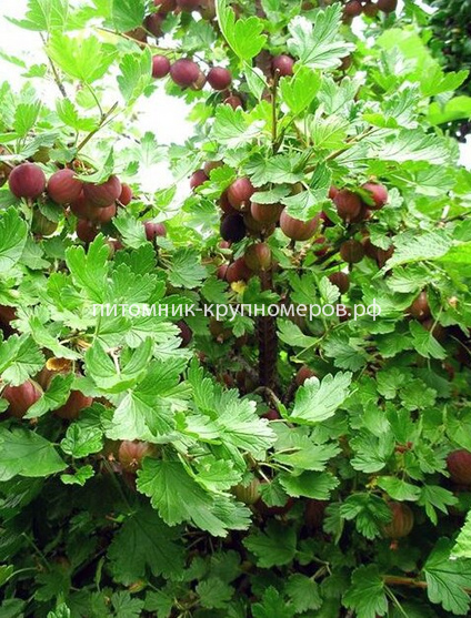 Крыжовник Колобок