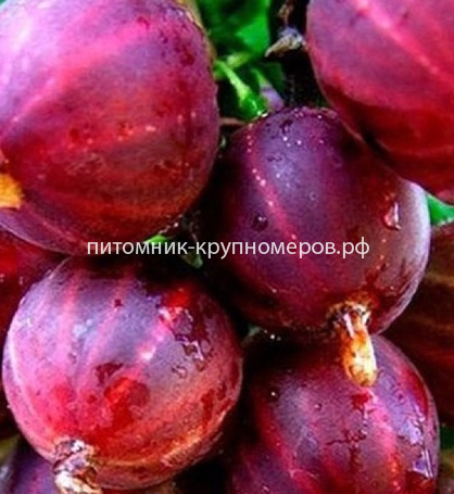 Крыжовник Колобок