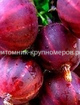Крыжовник Колобок min