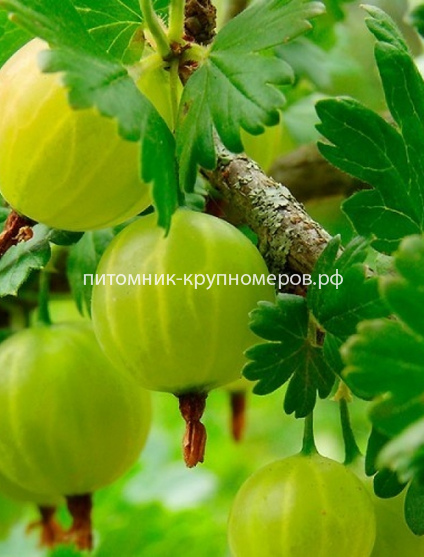 Крыжовник Белорусский сахарный