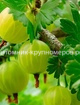 Крыжовник Белорусский сахарный min