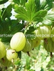 Крыжовник Белорусский сахарный min
