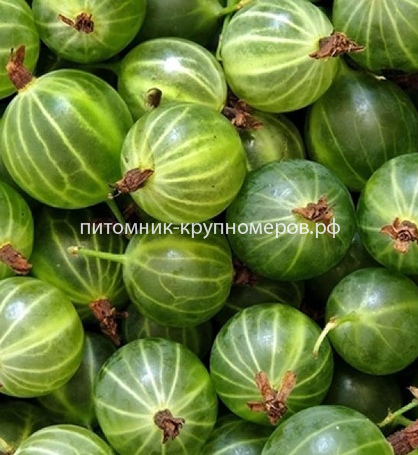Крыжовник Белорусский сахарный