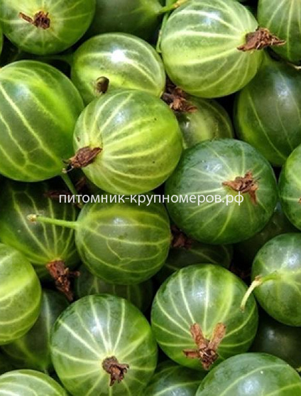 Крыжовник Белорусский сахарный